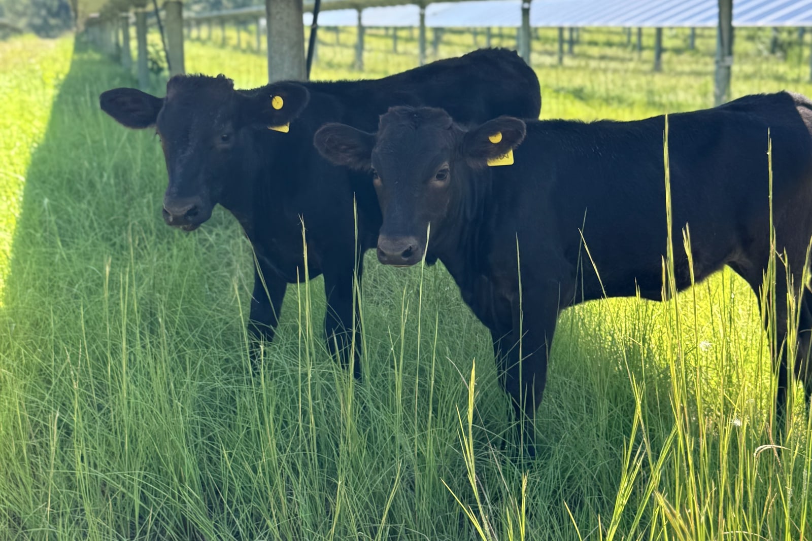 Cattle in the rows between the panels — two black calves under solar arrays in tall grass