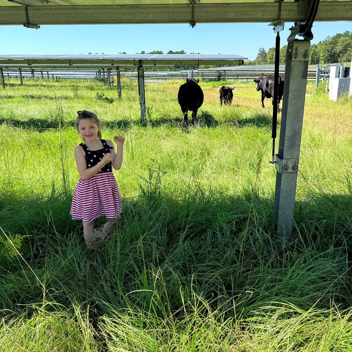 Child under solar panels with cattle in the rows beyond