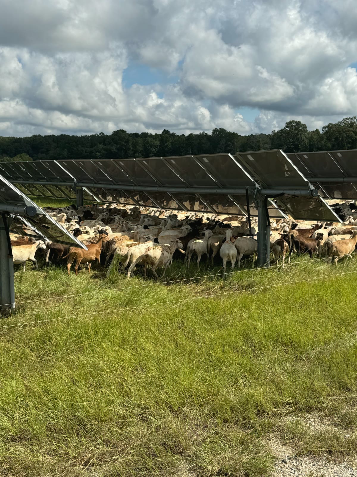 Flock of Katahdin hair sheep in pasture