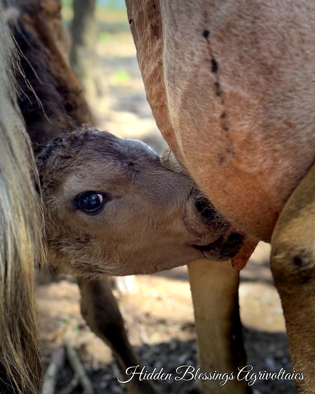 Registered Jersey calf Maxi nursing at Hidden Blessings Farm